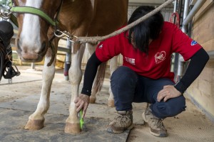 ▲馬場人員天天為馬做健診、清馬蹄。