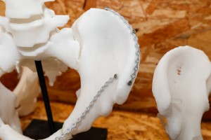 ▲3D列印製成斷裂骨盆實際尺寸，方便醫師架鋼。