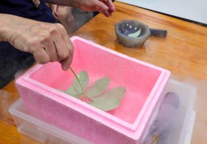 ▲葉子放入液態氮中，會有什麼變化呢？