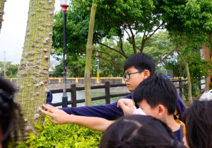 美人樹樹幹有尖刺，是種保護機制。