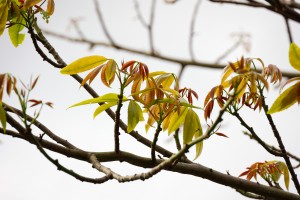 嫩葉是紅褐色的，顛覆了大家的印象了吧。