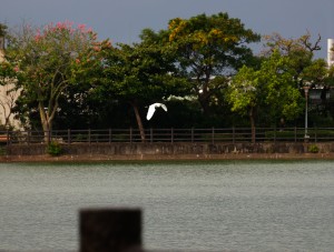 穿黑襪黃腳趾，是小白鷺喔。