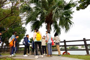 蒲葵樹是棕櫚科，葉子很大片。