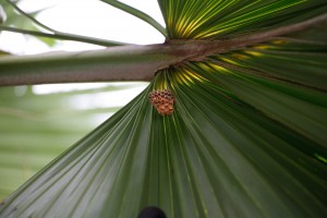蜜蜂很聰明，築巢在葉背防風又較不會淋雨。