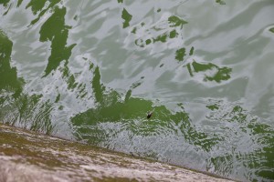 大葉山欖的種子飄在水面上有利繁衍。