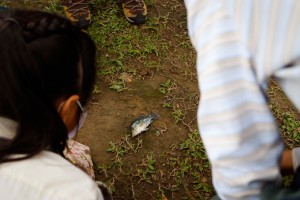 觀賞魚藍寶石鱗片漂亮，但是卻會破壞生態。