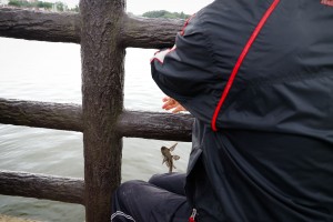 一隻琵琶鼠真被伯伯釣上來了。