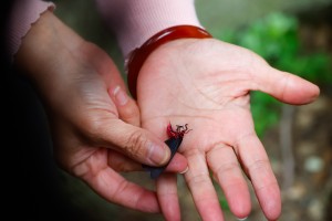 蛾屬鱗翅目，翅膀色彩斑斕有防水功能。