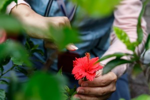 扶桑花的䧳蕊比雄蕊高，需靠蜜蜂或蝴蝶從它株授粉，具優生學概念。