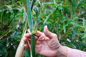 竹籜裡的嫩芽。