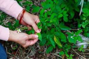 大花咸豐草葉子分裂也是為了吸收更多陽光。